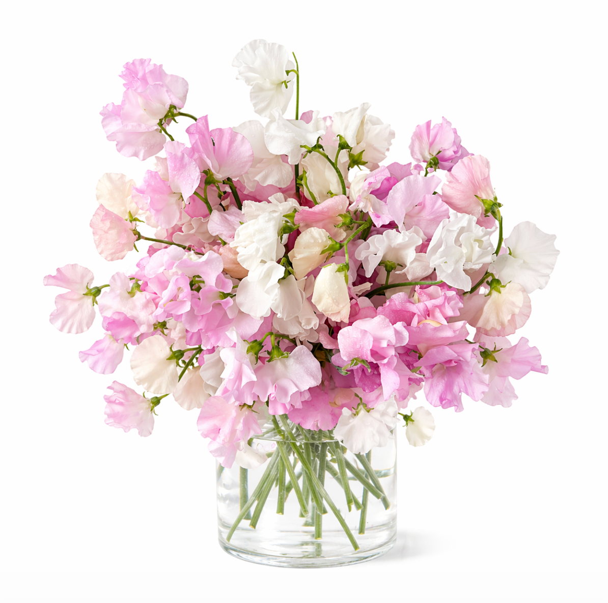 Blush Bloom