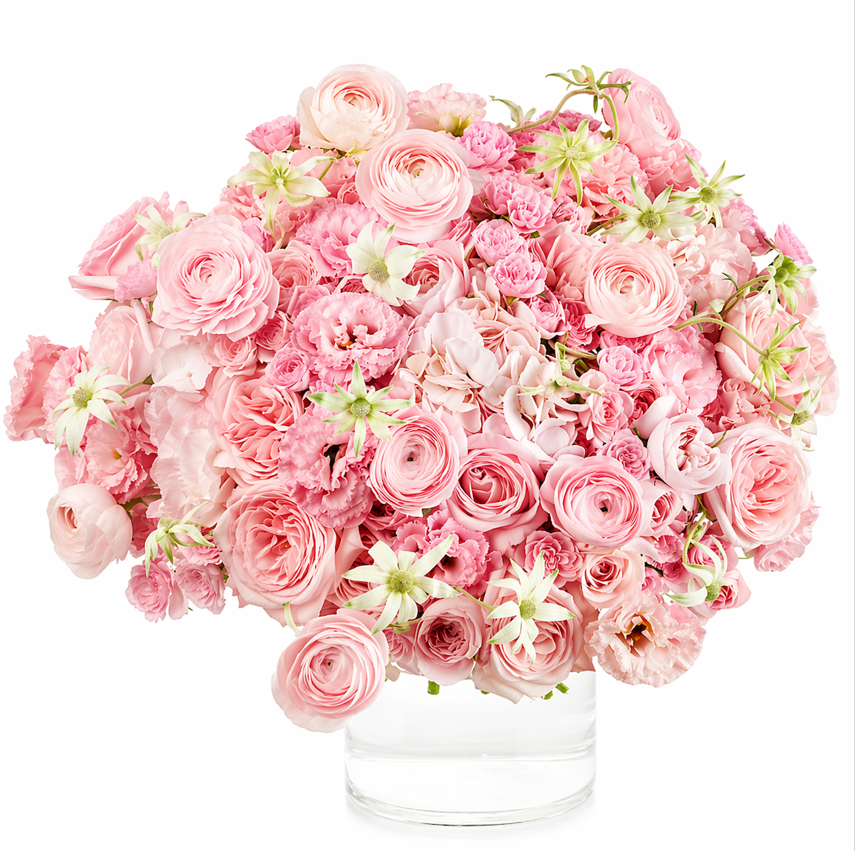 Blush Classic